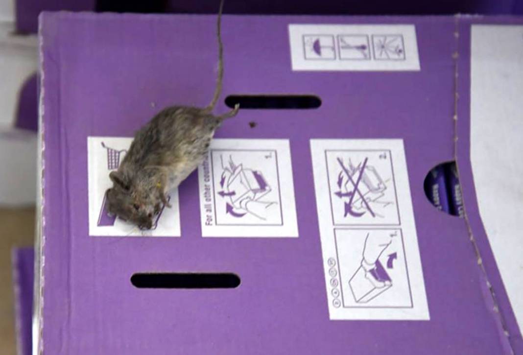 O kentte 17 ton çürümüş et ele geçirildi! Restoranlara satmak üzereyken yakalandılar 19